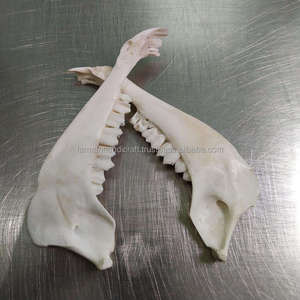 Os de bouc poli blanc naturel fait main de qualité supérieure, pièce décorative artisanale en os animal pour la décoration intérieure à prix de gros - Product Image 4