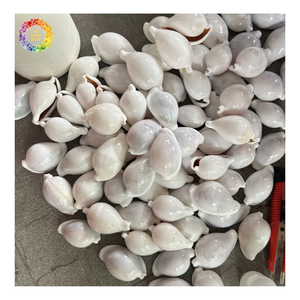 Natürliche Muschelsammlung in Verschiedenen Formen und Größen, Rohe Muscheln für Kunst, Ornamente, Dekoration und Handwerk, Rapa Turnip Muschel Rapana Bulbos - Product Image 3