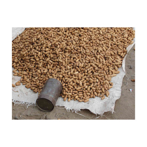 Cacahuetes a Granel de Calidad de Exportación |   Nueces de Cacahuete Crudas Naturales 100% Puras, Marca EcoRev, Origen Uttar Pradesh, para Procesamiento de Alimentos y Aceite - Product Image 3