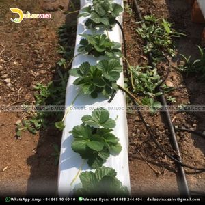 Applicazione di lastre di sacchetti per la coltivazione di fragole con <span class=keywords><strong>torba</strong></span> di cocco - Product Image 4