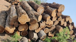 Fournisseur en gros de bois de teck / bois de chêne / bois de pin à prix avantageux, disponible en gros. - Product Image 3