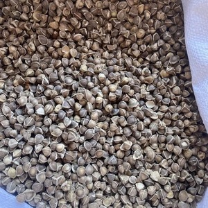 เมล็ดมะรุมปราศจากคาเฟอีนสำหรับชาสมุนไพร - Product Image 3
