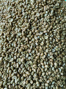 Vietnam Specialty Green <b>Coffee</b> <b>Beans</b> <b>Robusta</b> S16 Wholesale Direct Export USDA Organic Certified Low Defect TNFOOD AA+ Grade - Product Image 1