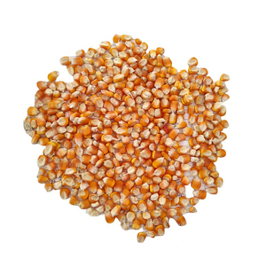 Maíz Forrajero de Primera Calidad al por Mayor, Suministro a Granel, Listo para Enviar, Grado Alimenticio para Animales, el Más Vendido para Exportación - Product Image 5