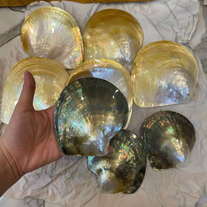 NATURAL SEASHELL FOR HOME DECORATION SALE AS WHOLESALE PRICE- OCEAN SEASHELL BEST PRICE - Product Image 1