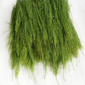 Espirulina en Polvo de Grado Cosmético, Marca FitTree International, Cultivo Silvestre, Extraída con Solvente, para Marca Privada - Product Image 6