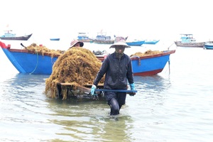 Algas marinas Cottonii de Vietnam al por mayor-Algas marinas naturales y densas en nutrientes para los mercados mundiales de alimentos y bienestar - Product Image 5