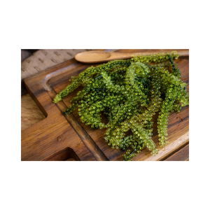 Caviar Verde de Uvas de Mar, Umibudo Premium, Proveedor de Exportación de Vietnam, Producto en Oferta - Product Image 3