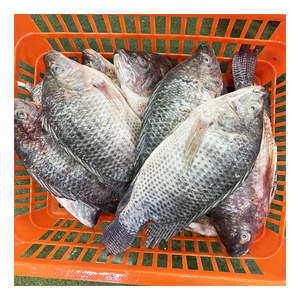 Expédition rapide, vente en gros de <span class=keywords><strong>tilapia</strong></span> <span class=keywords><strong>du</strong></span> <span class=keywords><strong>Nil</strong></span> frais congelé, taille 200-300g, 300-500g, 500-800g, 800g+, <span class=keywords><strong>tilapia</strong></span> entier avec approvisionnement stable - Product Image 4