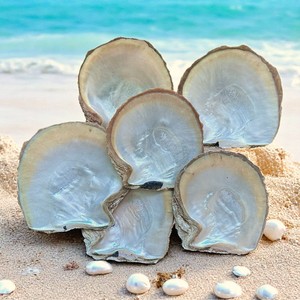 Mejores descuentos en conchas de ostra Akoya de perla natural, conchas marinas de alta calidad para joyería y manualidades. - Product Image 3