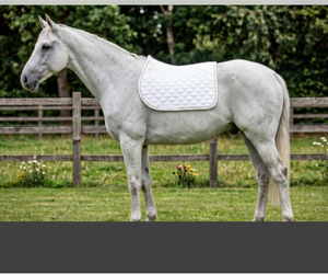 Vente en gros de tapis de selle matelassés de qualité supérieure pour chevaux |   Tapis de selle équestre respirant |   Tapis d'équitation pour le dressage et le saut d'obstacles - Product Image 5