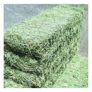 Foin d'herbe de Rhodes de qualité supérieure aliments pour animaux séchés du Pakistan double balles compressées pour la consommation de porcs, de bovins et de chevaux - Product Image 5