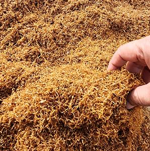 แท่งสมุนไพรม้วนสีทองแบบอินเดียธรรมชาติผสมแบบอเมริกันสมุนไพรสีทองเวอร์จิเนียใบอำพัน - Product Image 4