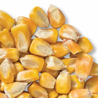 Alimentation animale de qualité supérieure en gros pour l'exportation : Gluten de maïs pour chevaux, bovins et poissons - Grade alimentaire premium, stock disponible pour acheteurs mondiaux