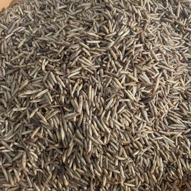 Dried black soldier fly larvae - a great nutritional supplement for animals and pets (birds, poultry, reptiles, or fish)/ Lima