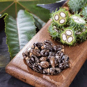 Graines de ricin de haute pureté, naturellement propres, matures, emballées pour expédition en vrac et approvisionnement en traitement d'huile industrielle - Product Image 2