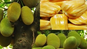 ขนุนเวียดนามสดใหม่ – ขนุนสุกคุณภาพสูง รสหวานธรรมชาติ สำหรับส่งออกและขายส่ง ราคาแข่งขัน // คุณทอม - Product Image 4