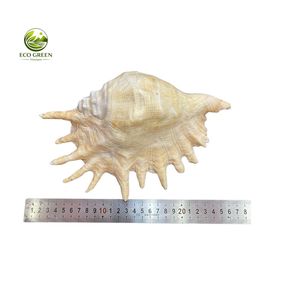 Coquillages décoratifs mixtes en gros pour l'artisanat, les aquariums et la décoration de mariage - Product Image 4
