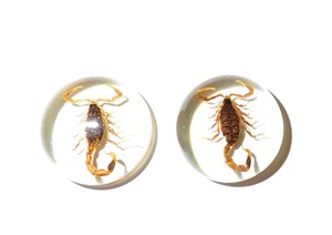 Scorpion doré, spécimen réel, cabochon en plastique rond 25x25 mm, fond plat transparent pour l'artisanat et la fabrication de bijoux - Product Image 3