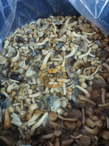 Volvariella volvacea. เห็ดฟางกระป๋องจากเวียดนาม - Product Image 5