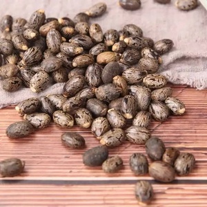 Semillas de Ricino Orgánicas de Alta Calidad, Secas, a Granel, Grado Alimenticio, 25 kg, TZ453G, para Uso Agrícola y Comestible - Product Image 1