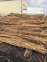 Mini piquets en bambou Tonkin naturel de 60 cm, droits et secs, matière première par VIFARMEX