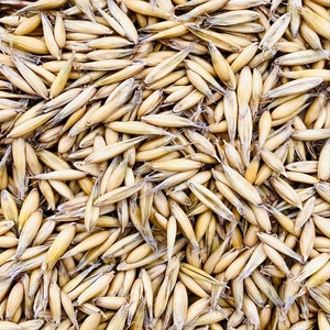 Trigo de Grano Largo Orgánico Puro Premium, Grano Entero Natural con Calidad Limpia y Excelente Selección de Granos para Uso Comercial - Product Image 5