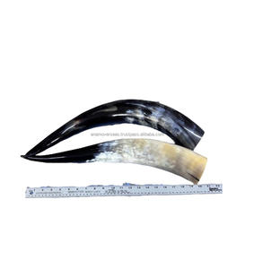 Decoración de Pared con Par de Cuernos Largos de Cuerno de Vaca Natural Pulido - Product Image 4