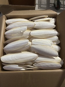 Raw <b>Cuttlefish</b> Bone for Reptiles, Tortoises, Tortoise, Snails, Birds and Small Animals // Ms. Lima - Product Image 3
