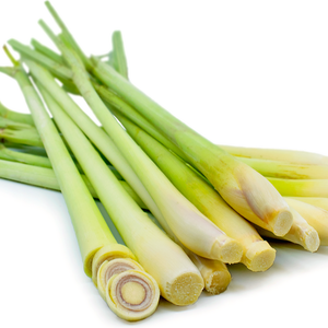 Citronnelle en Gros – Qualité Supérieure, Citronnelle Fraîche Naturelle // Mr.Tom - Product Image 3