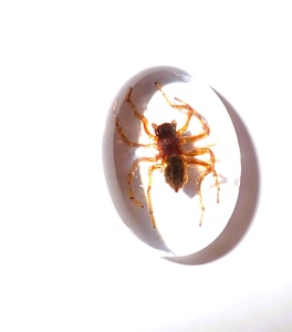 Araña Fantasma, Espécimen Real, Cabujón de Plástico Ovalado de 18x25 mm, Base Plana Transparente para Manualidades y Joyería - Product Image 4