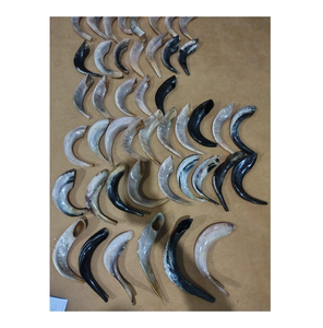 Corne de Shofar en Corne de Bœuf Naturelle Artisanale la Plus Vendue, Prix de Gros en Inde, Qualité Standard Spéciale Supérieure - Product Image 3