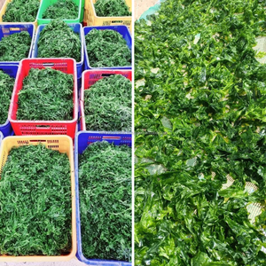 Lechuga de Mar Seca Premium de Origen Vietnamita (Ulva Lactuca) - A Granel, Alta Calidad, Mejor Precio - Product Image 5