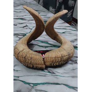 Shofar en corne de bélier naturelle, poli, éco-responsable, taille personnalisée, casher, pour usage religieux, produit phare - Product Image 1