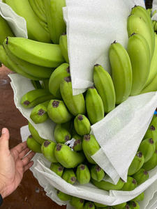Cavendish Banana exportador, suministro fiable para supermercados y distribuidores de Oriente Medio - Product Image 5