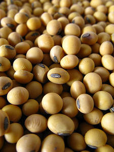 Semillas de Soja No Transgénicas para Alimentación de Ganado, Soja Amarilla de Grado Alimenticio, 18 Meses de Vida Útil, Bolsas de PP de 50 kg - Venta al Por Mayor - Product Image 3