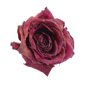 Rosas Rojas Recién Cortadas |   Variedad de té híbrido de grado A1 de Pakistán |   Bellamente conservado para su atractivo visual y aromático - Product Image 2