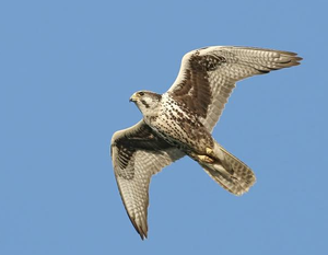 Saker Falcon Premium para Suministro Mayorista y Programas Profesionales de Cría de Halcones para el Comercio Avícola Global y Compradores con Licencia - Product Image 2