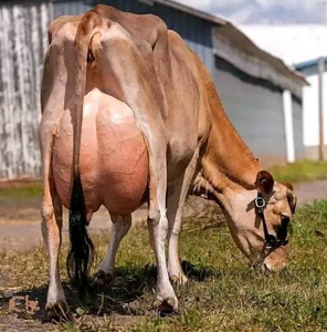 High Quality Jersey Dairy <b>Cows</b> for Bulk Livestock Supply and Commercial Farming - Product Image 6