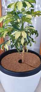 Macetas Ecológicas de Coco |   Macetas de Fibra de Coco Natural para Jardín, Flores y Plantas - Product Image 2