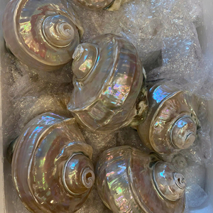 เปลือกหอยสังข์ลายสวยหรู: ตูร์โบ มาร์มาราตุส สีเขียวขนาดใหญ่ |   เปลือกหอยทะเลขนาดใหญ่สีรุ้งพรีเมียมสำหรับตกแต่งภายในสไตล์ทะเล - Product Image 1