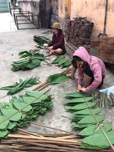Hojas de Bambú Frescas Orgánicas al por Mayor de Vietnam, Suministro a Granel de Hojas de Bambú Naturales, Precio Competitivo - Ms. Grace - Product Image 6