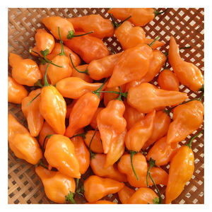 Pimiento habanero fresco disponible todo el año para distribuidores mayoristas de vegetales - Product Image 3