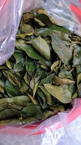 Dried Soursop Graviola Leaves Premium Natural Bulk Export Vacuum Packaging Private Label Made Vietnam Organic Non <b>Tea</b> Bags/<b>Box</b> - Product Image 6