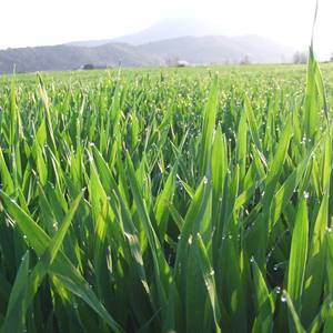 Natural Barley Juice Powder Cold Pressed Fresh Raw Barley <b>Grass</b> Nutrition Rich Scientific Study Backed - Product Image 5