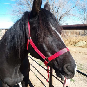Design Your Own Horse Halter Set-<b>Sunrise</b> Equine Industries Breathable Comfortable Nylon Horse Halter - Product Image 6
