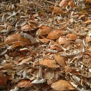 Cáscaras de Cangrejo Secas Vietnamitas de Fábrica, 10 kg/Caja, 24 Meses de Vida Útil, para Uso Industrial - Product Image 3