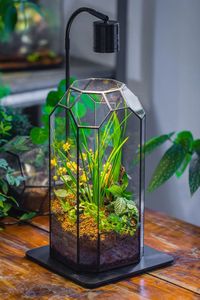 Terrarium décoratif personnalisé en métal et verre, jardinière moderne en verre pour plantes d'intérieur, succulentes, plantes aériennes et terrarium DIY - Product Image 5