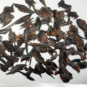 Varilla de Agarwood de Manipur - Aroma Amaderado Natural para Meditación y Rituales - Product Image 1