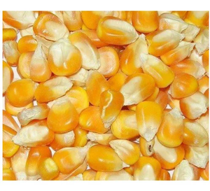 Maíz Amarillo Rojo 100% Seco en Venta, Maíz Amarillo de Alta Nutrición para Alimentación Animal y Consumo Humano, Grado de Exportación Austria - Product Image 5